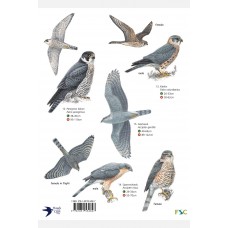 A Guide to Birds of Prey